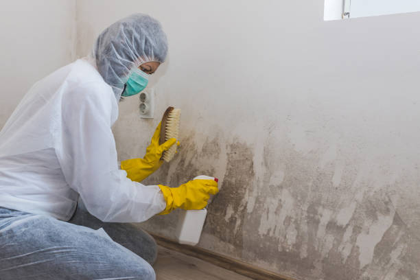 Trusted Northeast Ithaca, NY Mold Removal Experts