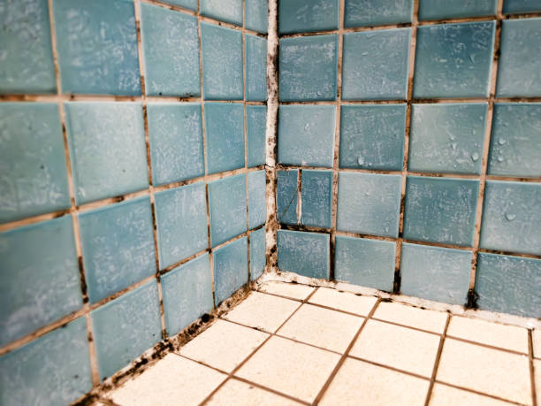Best Forensic Mold Investigation  in Northeast Ithaca, NY