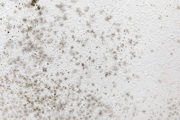 Best Asbestos and Lead Testing During Mold Inspection  in Northeast Ithaca, NY